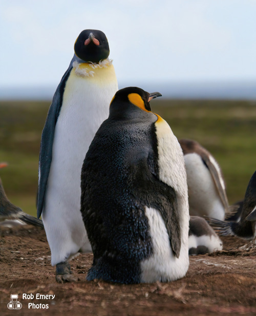 King Penguins at a Gentoo colony in the Falkland Islands